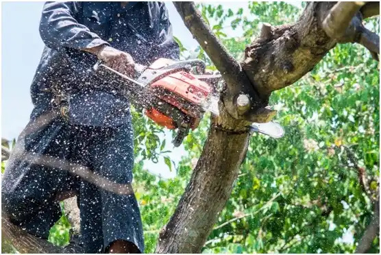 tree services Fredericksburg